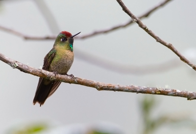 <i class='fa fa-user'></i> charlysax |   Roodkruindoornsnavel  <i class='fa fa-eye'> 136</i>  <i class='fa fa-thumbs-up'> 4</i>   <i class='fa fa-comment-o'> 3</i>