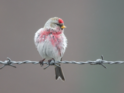 <i class='fa fa-user'></i> Annie Keizer |   Grote Barmsijs  <i class='fa fa-eye'> 347</i>  <i class='fa fa-thumbs-up'> 13</i>   <i class='fa fa-comment-o'> 13</i>