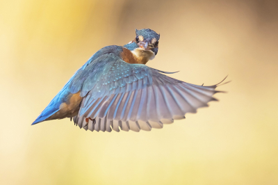 <i class='fa fa-user'></i> Arjan Troost |   IJsvogel  <i class='fa fa-eye'> 398</i>  <i class='fa fa-thumbs-up'> 18</i>   <i class='fa fa-comment-o'> 11</i>