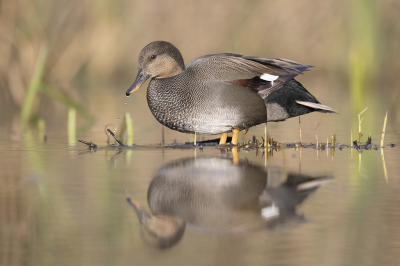 <i class='fa fa-user'></i> Luc Meert |   Krakeend  <i class='fa fa-eye'> 220</i>  <i class='fa fa-thumbs-up'> 14</i>   <i class='fa fa-comment-o'> 10</i>