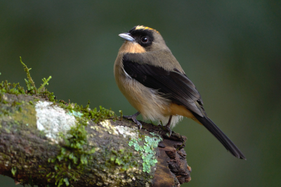 <i class='fa fa-user'></i> Martjan Lammertink |   Zwartbriltangare  <i class='fa fa-eye'> 147</i>  <i class='fa fa-thumbs-up'> 10</i>   <i class='fa fa-comment-o'> 4</i>