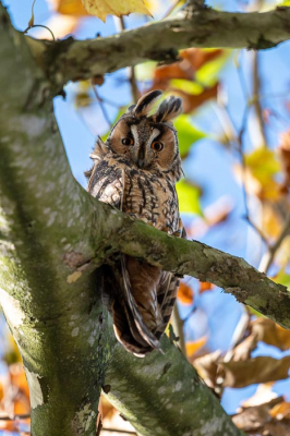 Ransuil in centrum van het dorp. Bomen langs parkeerterrein winkelcentrum. In tweetal bomen 3 ransuilen waarvan dit er een is.
Zonnige winderige dag.