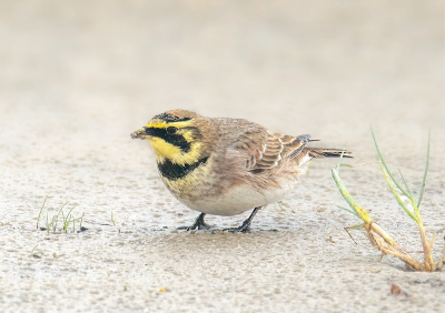 Op Texel stond een stevige wind en regende behoorlijk maar de Strandleeuwerik liet zich er niet door weerhouden dus dan ook maar plat op de buik in de regen en op het natte zand voor deze prachtige vogel.