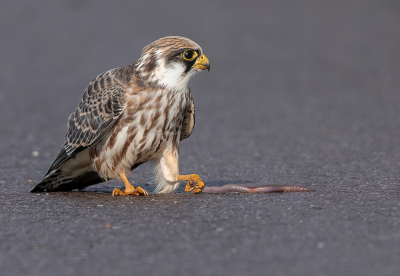 <i class='fa fa-user'></i> Daan2013 |   Roodpootvalk  <i class='fa fa-eye'> 403</i>  <i class='fa fa-thumbs-up'> 29</i>   <i class='fa fa-comment-o'> 24</i>