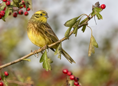 <i class='fa fa-user'></i> Fred |   Geelgors  <i class='fa fa-eye'> 215</i>  <i class='fa fa-thumbs-up'> 12</i>   <i class='fa fa-comment-o'> 6</i>