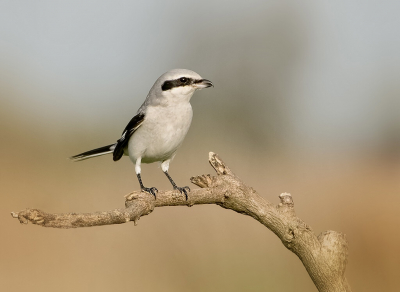 <i class='fa fa-user'></i> Hillebrand Keun |   Klapekster  <i class='fa fa-eye'> 377</i>  <i class='fa fa-thumbs-up'> 36</i>   <i class='fa fa-comment-o'> 18</i>