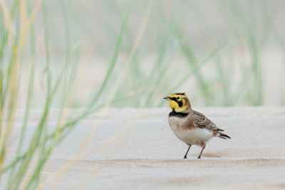 <i class='fa fa-user'></i> John_Jak |   Strandleeuwerik  <i class='fa fa-eye'> 320</i>  <i class='fa fa-thumbs-up'> 25</i>   <i class='fa fa-comment-o'> 11</i>