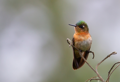 <i class='fa fa-user'></i> charlysax |   Roodkruindoornsnavel  <i class='fa fa-eye'> 127</i>  <i class='fa fa-thumbs-up'> 17</i>   <i class='fa fa-comment-o'> 3</i>