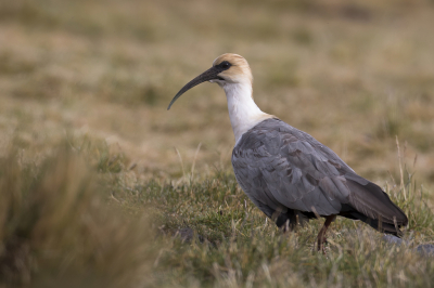 <i class='fa fa-user'></i> Paul van Giersbergen |   Andesibis  <i class='fa fa-eye'> 146</i>   <i class='fa fa-comment-o'> 4</i>