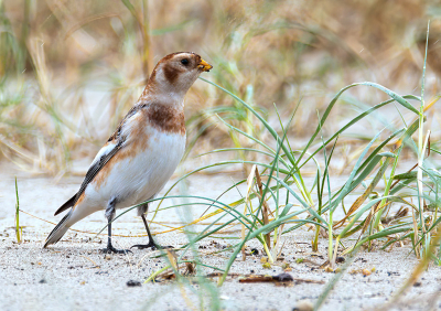 Waren al een tijdje aan het genieten van een groepje Strandleeuweriken en op het moment dat deze vertrokken en wij ook verder wilde gaan streek op nog geen 10 mtr van ons vandaan deze Sneeuwgors neer. En dus maar weer plat in het natte zand en in de regen deze foto kunnen maken Wat een cadeautje