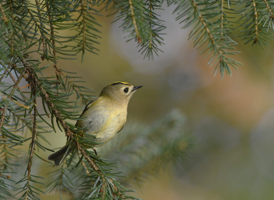 <i class='fa fa-user'></i> henkdikkers |   Goudhaan  <i class='fa fa-eye'> 172</i>  <i class='fa fa-thumbs-up'> 14</i>   <i class='fa fa-comment-o'> 5</i>