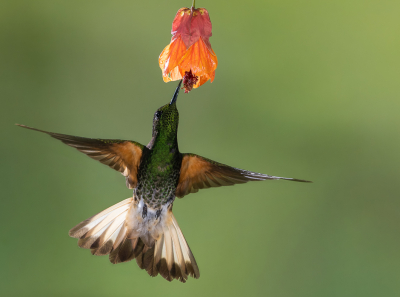 <i class='fa fa-user'></i> Arie G |   Bruinstaarthoornkolibrie  <i class='fa fa-eye'> 141</i>  <i class='fa fa-thumbs-up'> 5</i>   <i class='fa fa-comment-o'> 3</i>