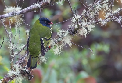 <i class='fa fa-user'></i> charlysax |   Gebandeerde Cotinga  <i class='fa fa-eye'> 118</i>  <i class='fa fa-thumbs-up'> 5</i>   <i class='fa fa-comment-o'> 3</i>