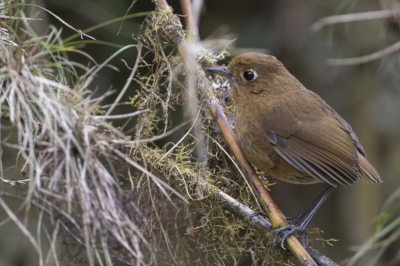 <i class='fa fa-user'></i> Paul van Giersbergen |   Rosse Mierpitta  <i class='fa fa-eye'> 103</i>  <i class='fa fa-thumbs-up'> 1</i>   <i class='fa fa-comment-o'> 1</i>