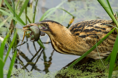 <i class='fa fa-user'></i> anevanrees |   Roerdomp  <i class='fa fa-eye'> 500</i>  <i class='fa fa-thumbs-up'> 36</i>   <i class='fa fa-comment-o'> 17</i>