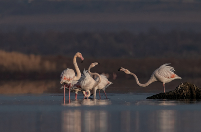 Testing the new Fujinon XF 150-600. Picture was taken in the morning during sunny weather. I was lucky to catch a unique moment of what seemed to be some confrontation between flamingos.