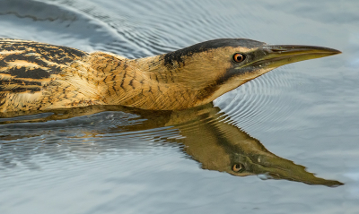 <i class='fa fa-user'></i> anevanrees |   Roerdomp  <i class='fa fa-eye'> 349</i>  <i class='fa fa-thumbs-up'> 12</i>   <i class='fa fa-comment-o'> 4</i>