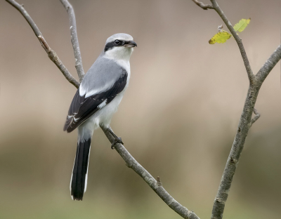 <i class='fa fa-user'></i> Hillebrand Keun |   Klapekster  <i class='fa fa-eye'> 295</i>  <i class='fa fa-thumbs-up'> 15</i>   <i class='fa fa-comment-o'> 7</i>