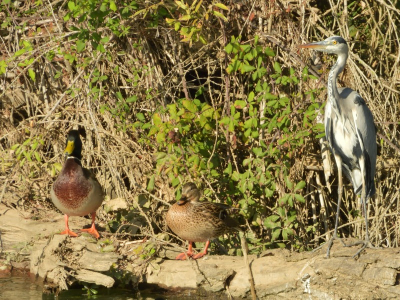 <i class='fa fa-user'></i> JOIN |   Blauwe Reiger  <i class='fa fa-eye'> 116</i>   <i class='fa fa-comment-o'> 20</i>