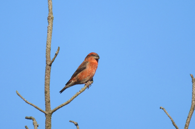 Kijken hoe deze foto op birdpix overkomt. Mijn indruk voor het plaatsen is dat het te weinig detail bevat.