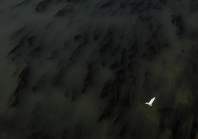 <i class='fa fa-user'></i> sieb |   Kleine Zilverreiger  <i class='fa fa-eye'> 324</i>  <i class='fa fa-thumbs-up'> 23</i>   <i class='fa fa-comment-o'> 13</i>