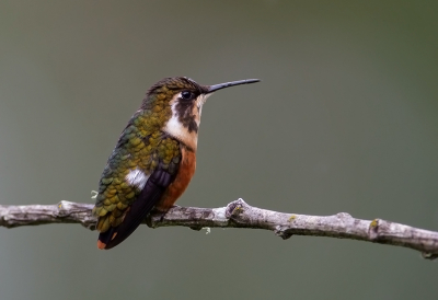 <i class='fa fa-user'></i> charlysax |   Witbuikboself  <i class='fa fa-eye'> 131</i>  <i class='fa fa-thumbs-up'> 6</i>   <i class='fa fa-comment-o'> 3</i>