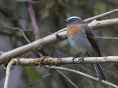 <i class='fa fa-user'></i> Paul van Giersbergen |   Roodborsttapuittiran  <i class='fa fa-eye'> 105</i>  <i class='fa fa-thumbs-up'> 1</i>   <i class='fa fa-comment-o'> 0</i>