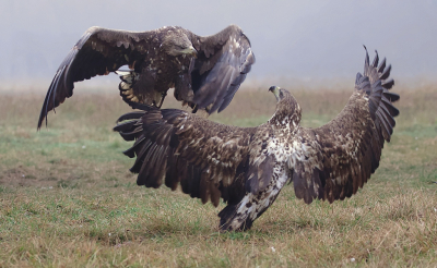 <i class='fa fa-user'></i> Leo Tukker |   Zeearend  <i class='fa fa-eye'> 416</i>  <i class='fa fa-thumbs-up'> 11</i>   <i class='fa fa-comment-o'> 7</i>