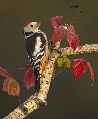 Middelste bonte specht komt hier in de tuin al sinds 2007, toen nog vrij zeldzaam in Vlaanderen, nu zijn ze vrijwel overal te vinden. Gisteren ochtend bleef hij in de bomen wachten terwijl ik bezig was met de schuiltent op te stellen, toen ik 3 minuten in het tentje zat kon ik deze al fotograferen.