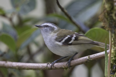 <i class='fa fa-user'></i> Paul van Giersbergen |   Witbandtachuri  <i class='fa fa-eye'> 86</i>   <i class='fa fa-comment-o'> 0</i>