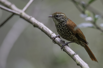 <i class='fa fa-user'></i> Paul van Giersbergen |   Parelboomloper  <i class='fa fa-eye'> 95</i>  <i class='fa fa-thumbs-up'> 4</i>   <i class='fa fa-comment-o'> 1</i>