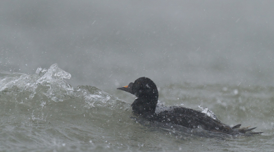 <i class='fa fa-user'></i> Luuk van Oerle |   Zwarte Zee-eend  <i class='fa fa-eye'> 296</i>  <i class='fa fa-thumbs-up'> 10</i>   <i class='fa fa-comment-o'> 6</i>