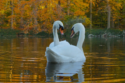 <i class='fa fa-user'></i> hesterb |   Knobbelzwaan  <i class='fa fa-eye'> 104</i>   <i class='fa fa-comment-o'> 21</i>