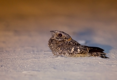 <i class='fa fa-user'></i> charlysax |   Vleugelbandnachtzwaluw  <i class='fa fa-eye'> 211</i>  <i class='fa fa-thumbs-up'> 18</i>   <i class='fa fa-comment-o'> 5</i>