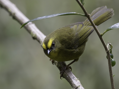 <i class='fa fa-user'></i> Paul van Giersbergen |   Bonapartes Zanger  <i class='fa fa-eye'> 106</i>   <i class='fa fa-comment-o'> 0</i>