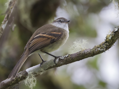 <i class='fa fa-user'></i> Paul van Giersbergen |   Witkeeltachuri  <i class='fa fa-eye'> 82</i>   <i class='fa fa-comment-o'> 0</i>