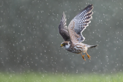 <i class='fa fa-user'></i> Hans Overduin |   Roodpootvalk  <i class='fa fa-eye'> 359</i>  <i class='fa fa-thumbs-up'> 30</i>   <i class='fa fa-comment-o'> 14</i>