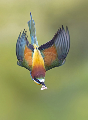 <i class='fa fa-user'></i> Arjan Troost |   Bijeneter  <i class='fa fa-eye'> 383</i>  <i class='fa fa-thumbs-up'> 18</i>   <i class='fa fa-comment-o'> 5</i>