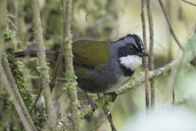 <i class='fa fa-user'></i> Paul van Giersbergen |   Grijsbrauwstruikgors  <i class='fa fa-eye'> 96</i>  <i class='fa fa-thumbs-up'> 1</i>   <i class='fa fa-comment-o'> 0</i>