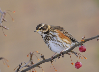 <i class='fa fa-user'></i> henkdikkers |   Koperwiek  <i class='fa fa-eye'> 307</i>  <i class='fa fa-thumbs-up'> 22</i>   <i class='fa fa-comment-o'> 12</i>