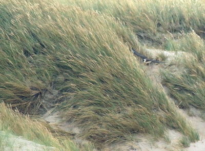 Op een frisse en winderige dag langs de Deense kust (ja, die waren er ook nog afgelopen zomer!) gingen we naar het strand. Naast een aantal jan van genten, dook plotseling deze kleine jager op! Na achter wat sterns aan gejaagd te hebben, vloog hij een stukje over de duinen.