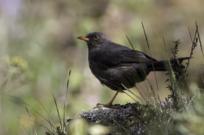 <i class='fa fa-user'></i> Paul van Giersbergen |   Reuzenlijster  <i class='fa fa-eye'> 117</i>   <i class='fa fa-comment-o'> 0</i>