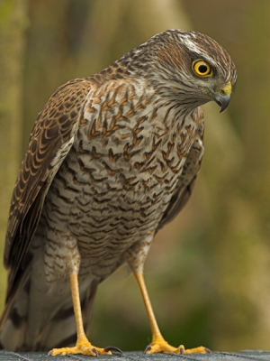 Als beginnend vogelfotograaf schrik je toch wel een beetje als een dergelijke vogel in je tuin komt. Na de schrik snel mijn toestel gepakt en wat foto's gemaakt.....
20D 400mm f7.1 1/200 iso200