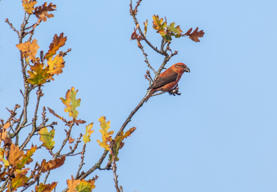 <i class='fa fa-user'></i> Harrie51 |   Grote Kruisbek  <i class='fa fa-eye'> 98</i>   <i class='fa fa-comment-o'> 20</i>