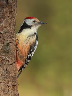 <i class='fa fa-user'></i> Annie Keizer |   Middelste Bonte Specht  <i class='fa fa-eye'> 311</i>  <i class='fa fa-thumbs-up'> 15</i>   <i class='fa fa-comment-o'> 12</i>