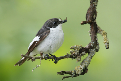 <i class='fa fa-user'></i> Gejo Wassink |   Bonte Vliegenvanger  <i class='fa fa-eye'> 235</i>  <i class='fa fa-thumbs-up'> 14</i>   <i class='fa fa-comment-o'> 4</i>