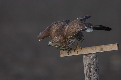 Er zijn momenteel weer veel Buizerds in de polder. Er staan palen langs de weg waarop ze tot rust kunnen komen (of als uitkijkpunt). Hier een voorbeeld van zo'n "paalBuizerd" .