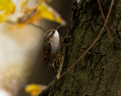 Boomkruiper in de koude gure ochtend erg diffuus lichtm geplaats om mee te doen aan de maandopdracht "what's in a name" boomkruiper die naar boven kruipt.