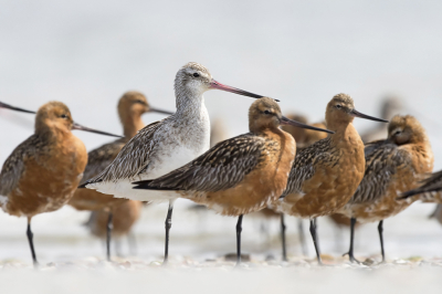 <i class='fa fa-user'></i> Bert Ooms |   Rosse Grutto  <i class='fa fa-eye'> 363</i>  <i class='fa fa-thumbs-up'> 19</i>   <i class='fa fa-comment-o'> 14</i>