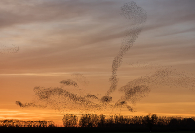 <i class='fa fa-user'></i> LeerdammerKees |   Spreeuw  <i class='fa fa-eye'> 310</i>  <i class='fa fa-thumbs-up'> 23</i>   <i class='fa fa-comment-o'> 15</i>